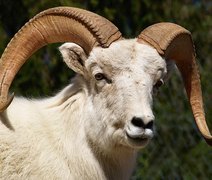 Carneiro é condenado a três anos de prisão por matar mulher a cabeçadas