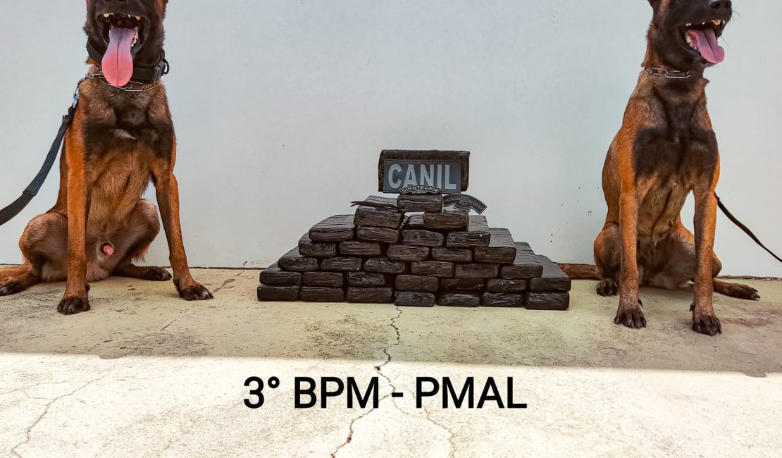 Ação da PM apreende mais de 24 kg de maconha em ônibus que seguia para Arapiraca; suspeito é preso