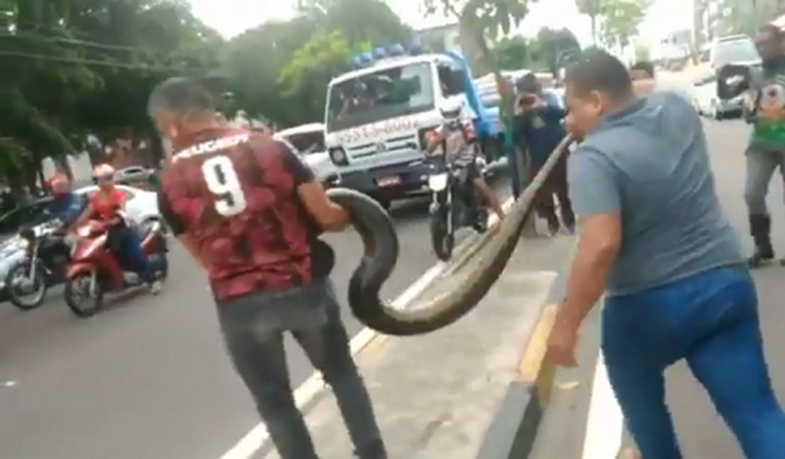 VÍDEO. Sucuri para o trânsito, é resgatada por populares e devolvida ao seu habitat