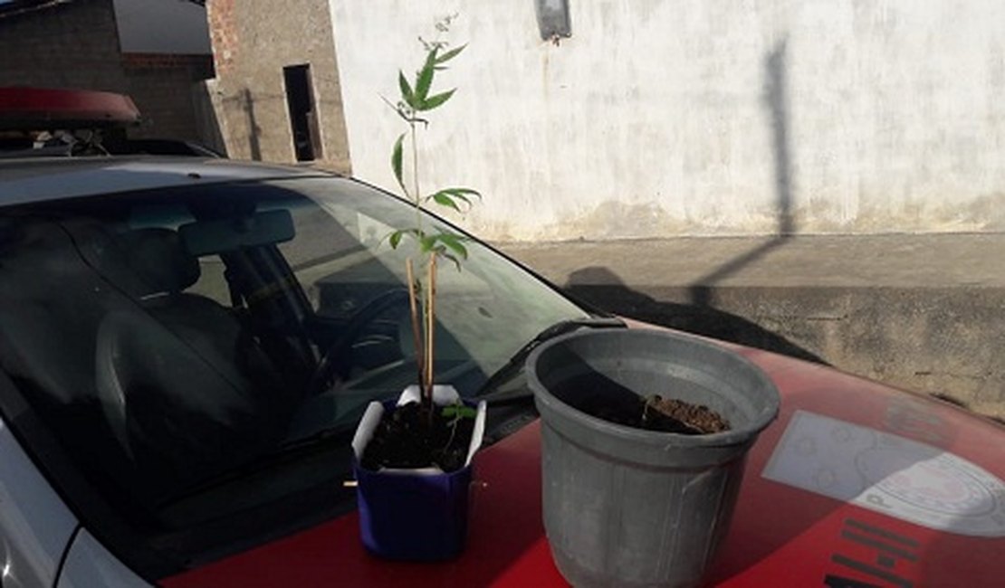 Polícia prende suspeito de participação em homicídio de PM e apreende pés de maconha