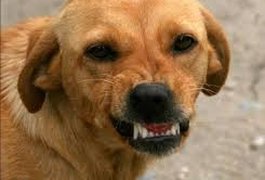 Homem é autuado por omissão de cautela, por causa de cães soltos em Coité do Nóia