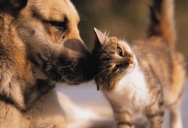 Vacinação de cães e gatos começa dia 18
