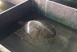 Tartaruga verde é encontrada por pescadores em Marechal Deodoro