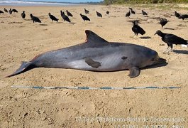 IMA descarta morte de golfinho por contato com petróleo, em Feliz Deserto