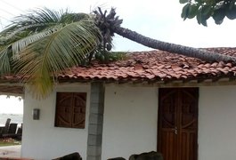 Coqueiro cai sobre casa na Praia do Pontal do Peba, em Alagoas