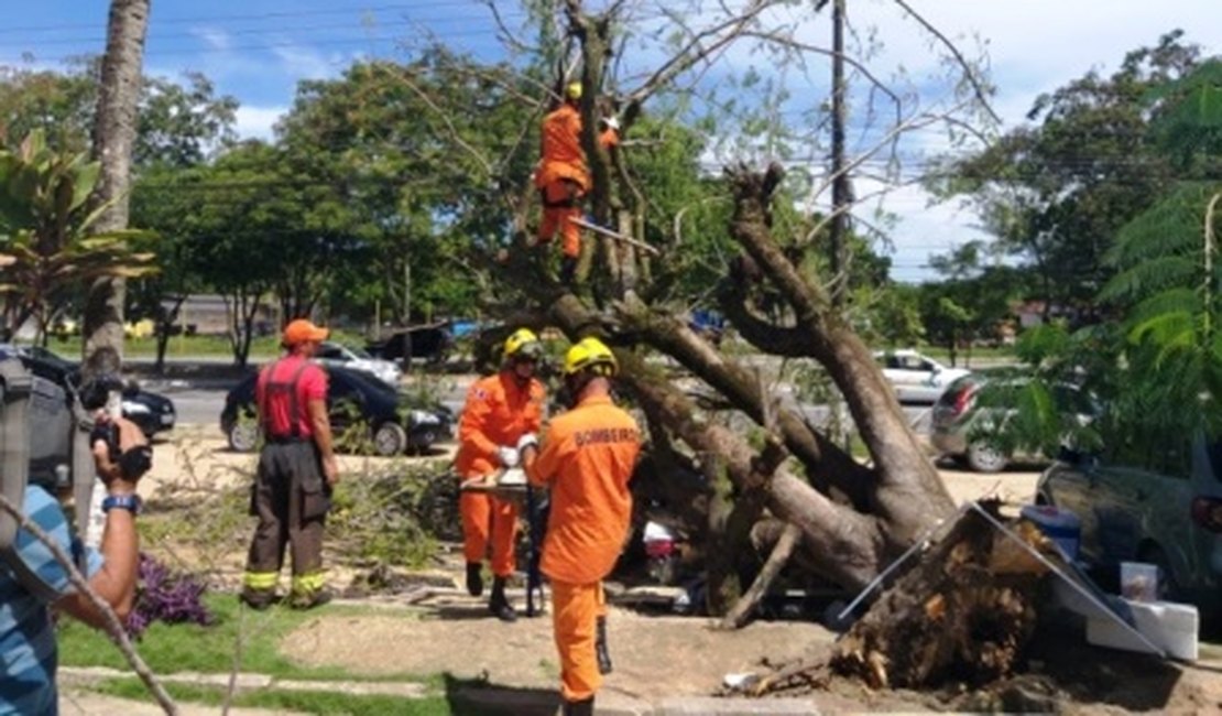 Árvore cai e atinge irmãos que vendiam caldo de cana no Tabuleiro do Martins, em Maceió