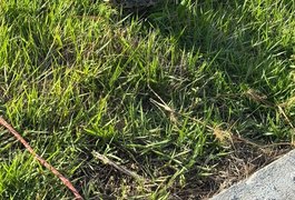 Jacaré é capturado em área urbana e devolvido à natureza em Palmeira dos Índios