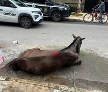 Policia resgata égua vítima de maus-tratos na Ponta Verde, em Maceió