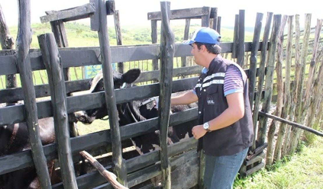 Primeira etapa de vacinação contra febre aftosa começa nesta quarta-feira (1º)