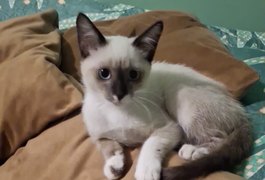 Gata de apoio emocional para idoso com depressão desaparece em Arapiraca