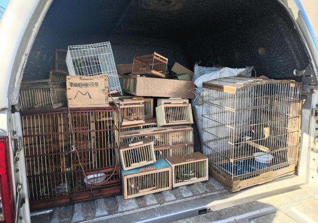 Nova fase de operação em Arapiraca e outras cidades de Alagoas resgata 442 animais silvestres em 3 dias