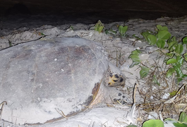 Tartaruga-de-pente é vista desovando na Praia da Avenida, em Maceió