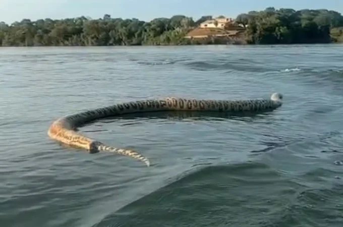 Comerciante filma cobra gigante morta durante passeio de barco