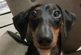 Você viu Bartolomeu? Cãozinho desapareceu em Arapiraca e tutor busca informações