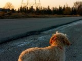 Influenciador esfola, cozinha e come cão de rua no Marrocos para viralizar no YouTube