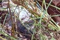 Dois corpos, com marcas de tiros, são encontrados em vala, em Traipu