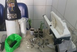 Polícia prende jovem que mantinha estufa para cultivo de maconha em casa