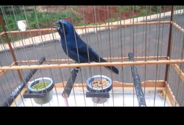 Homem é notificado por crime ambiental após ser flagrado transportando Passarinho azulão, em Arapiraca