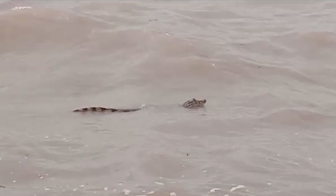 Vídeo. Jacaré é flagrado em praia de Alagoas