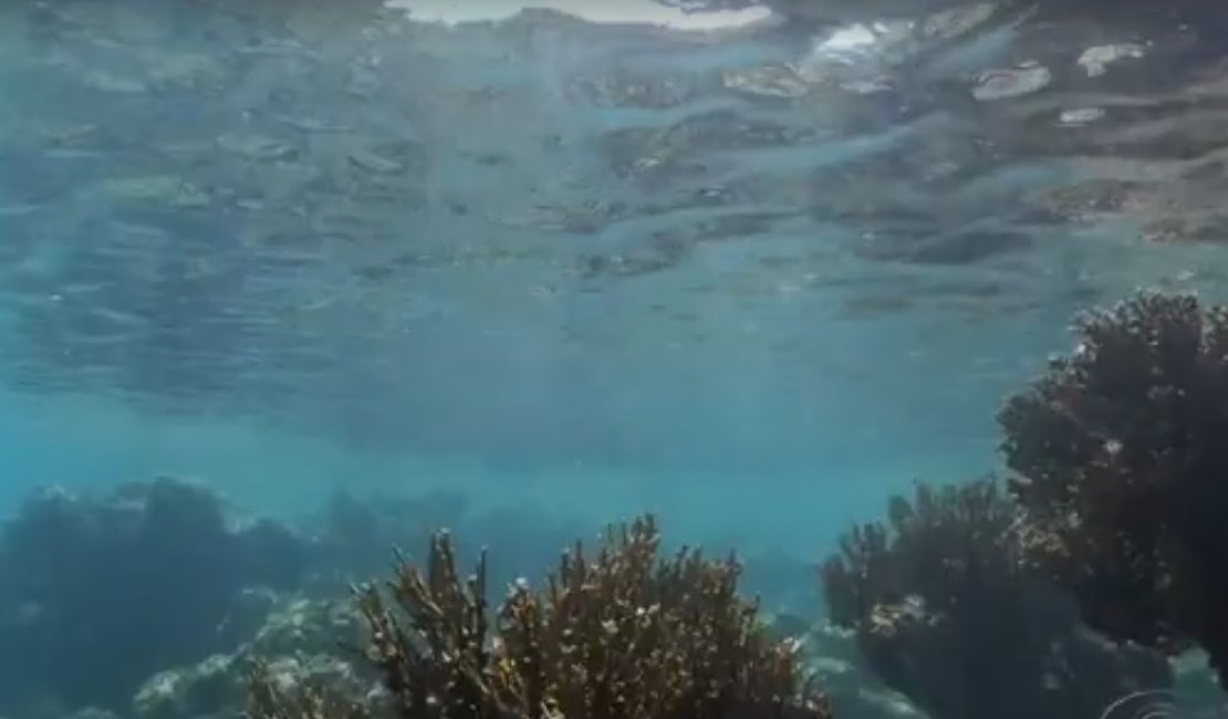 Mergulhador é suspeito de abusar sexualmente de turista nas piscinas naturais de Maragogi, AL