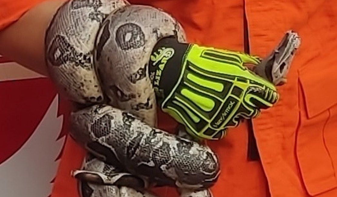 Vídeo. Cobra é resgatada de quintal de residência em Porto de Pedras