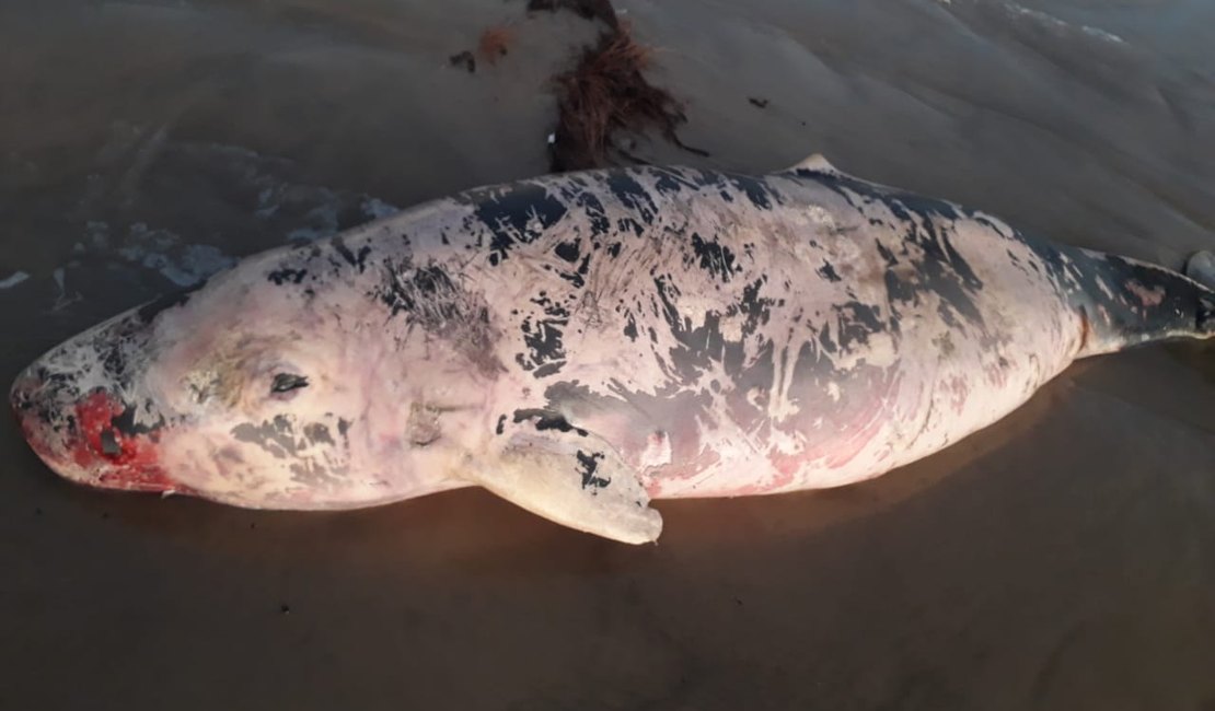 Cachalote-anão é encontrado encalhado e morto no Pontal do ﻿Peba