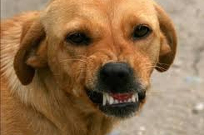 Homem é autuado por omissão de cautela, por causa de cães soltos em Coité do Nóia