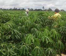 Pesquisas do Ifal serão compartilhadas com produtores de mandioca na Bahia