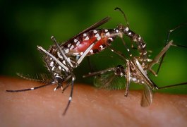 Novo método de biovigilância ajuda a detectar zika em mosquitos e humanos