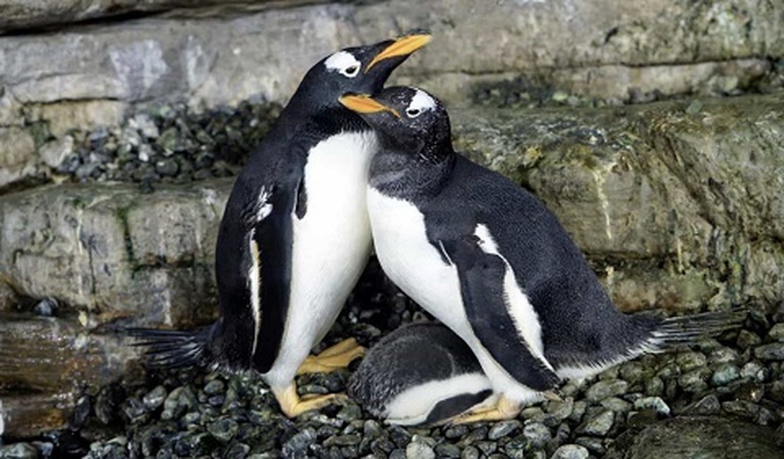 Curiosidade: casal de pinguins do mesmo sexo dá as 'boas-vindas' à sua primeira cria