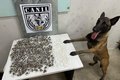 Canil da PM apreende 350 porções de maconha e 420 pinos de cocaína em área de mata em Arapiraca