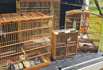 Operação contra cativeiro ilegal apreende mais de 50 aves no fim de semana