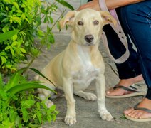 Governo cria Cadastro Nacional de Animais Domésticos, com número de identidade para cães e gatos