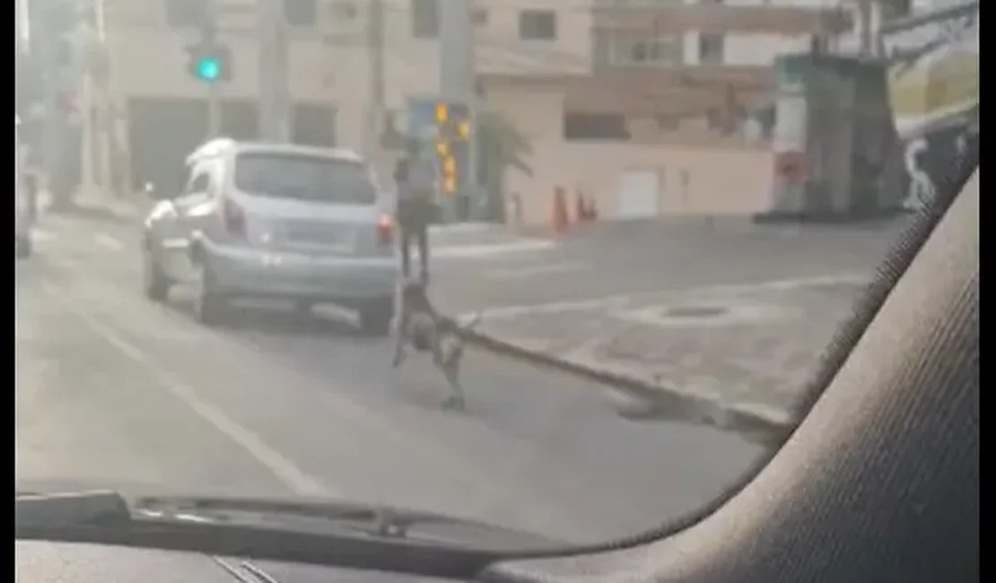 Vídeo: Cachorro é abandonado em avenida de Curitiba e animal corre atrás do carro onde estavam os donos