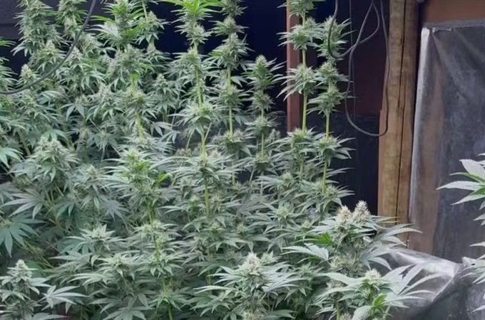 Mãe furta celular em consultório e sem querer leva PM até estufa de maconha do filho em Uberlândia