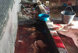 PM flagra abatedouro clandestino na zona rural de União dos Palmares