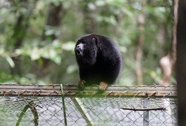Após período de adaptação, guaribas-de-mãos-ruivas ganham liberdade em reserva ambiental em Coruripe