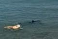 Vídeo viral: Cachorro pula no mar e morde cauda de tubarão na Espanha
