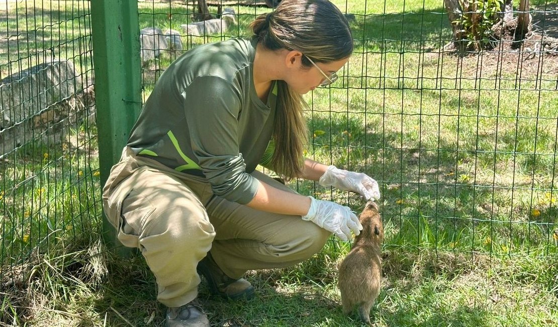 Filhote de capivara resgatado em Atalaia recebe cuidados no Cetas