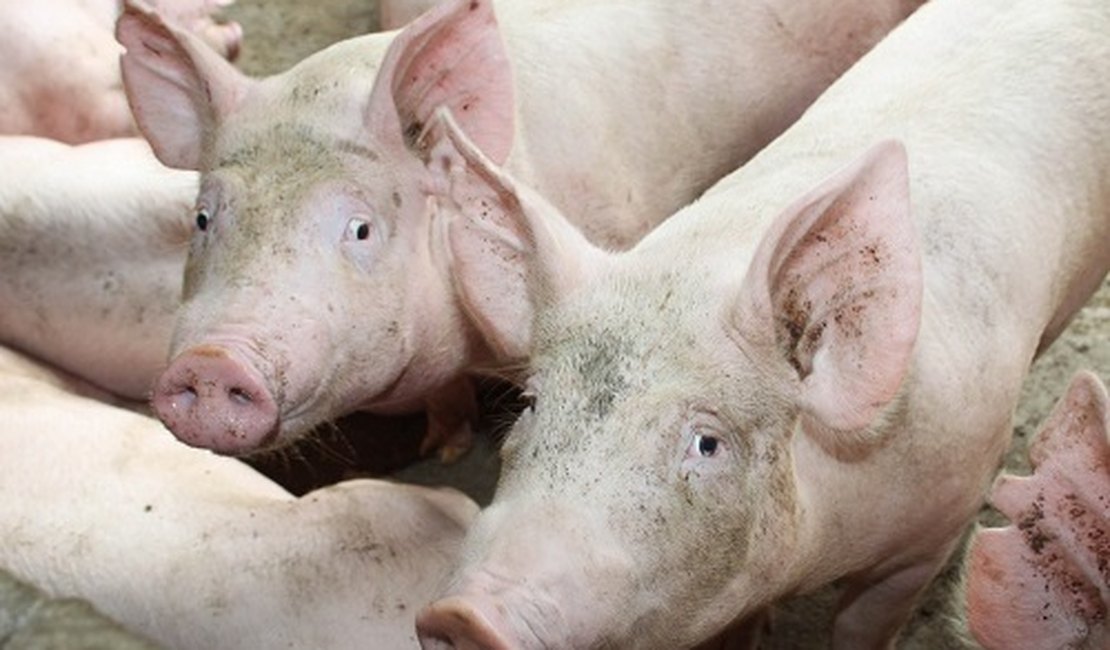 Adeal confirma foco de Peste Suína Clássica em Alagoas