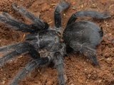 Nova espécie de tarântula impressiona por órgão genital 'avantajado' de 5cm