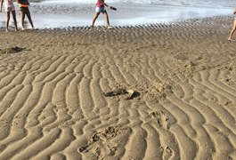 Jacaré é encontrado na praia de Porto de Pedras, Alagoas