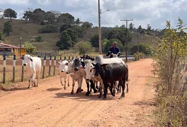 Programa Mais Pecuária Brasil melhora qualidade do rebanho bovino em Penedo