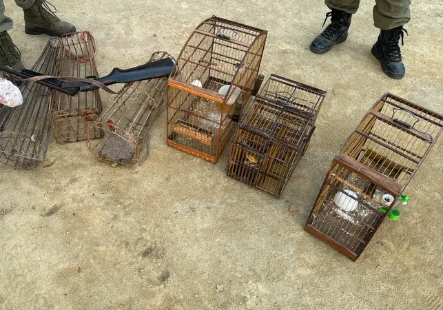 Polícia Ambiental apreende armas, resgata aves silvestres e flagra caça ilegal em Alagoas