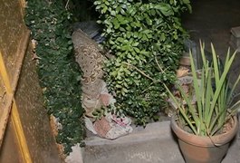 Corpo encontrado enrolado em lençol pode ter sido apedrejado