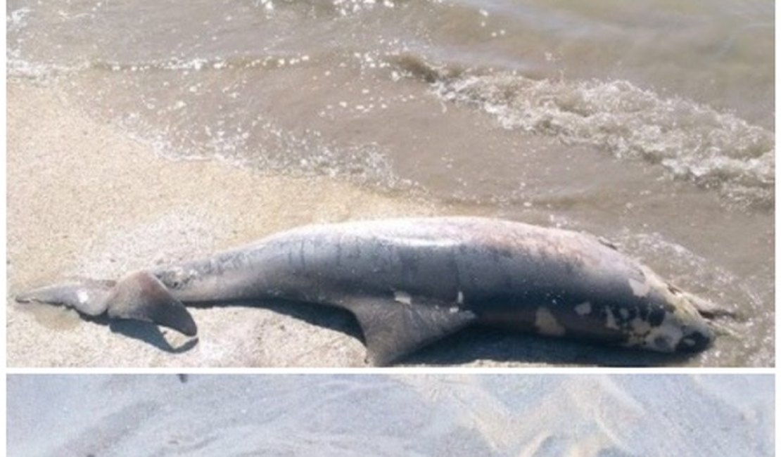 Filhote de peixe-boi e golfinho são encontrados mortos em praias alagoanas