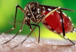 Comprimido para combater criadouros da dengue aguarda aprovação da Anvisa