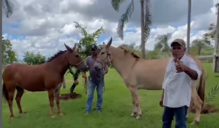 Prefeito é internado após levar coice de égua no maxilar no Mato Grosso