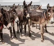 Jumento brasileiro pode entrar em extinção até 2030 com abate para exportação para China, alerta pesquisador da Ufal