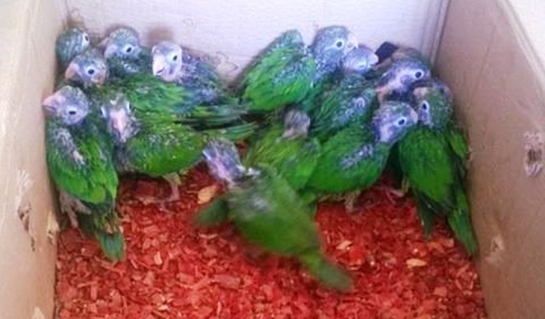 BPA faz apreensão de 87 aves silvestres que seriam vendidas em AL